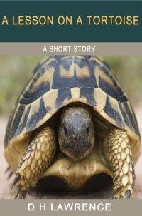 A Lesson on a Tortoise