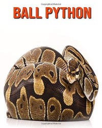Ball Python