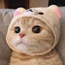 أفنان عاطف