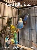 كتاب تبادل الزوجات