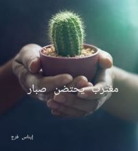 كتاب مغترب يحتضن صبار