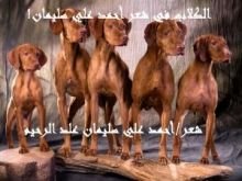 كتاب الكلاب في شعر أحمد سليمان !