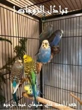 كتاب تبادل الزوجات