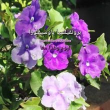 رواية برونفيلسيا باوسيفلورا